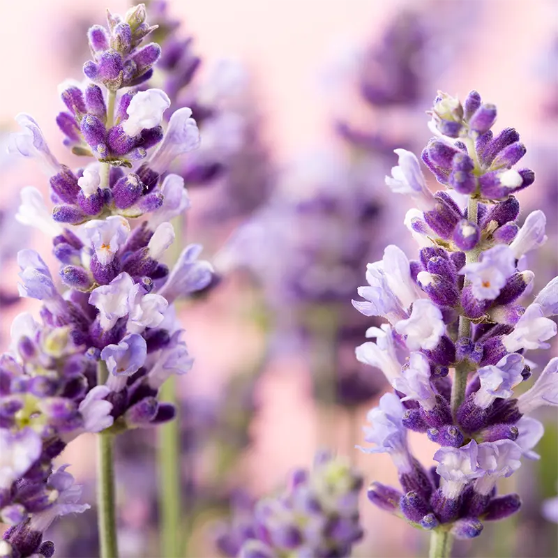 Natural Lavender Flavot