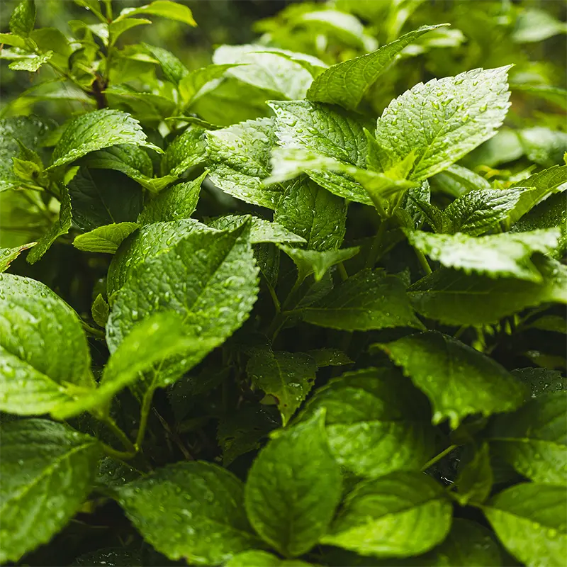 Natural Peppermint Flavor