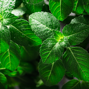 Stevia